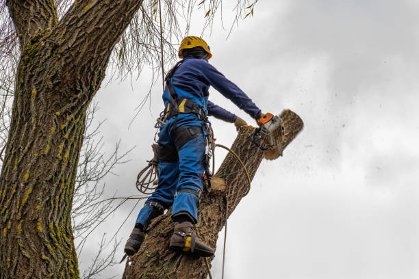 Manhasset, NY Tree Services Company
